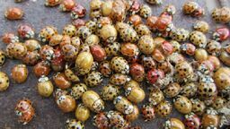 To już plaga. Azjatyckie biedronki mogą ugryźć 