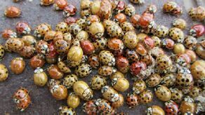 To już plaga. Azjatyckie biedronki mogą ugryźć 