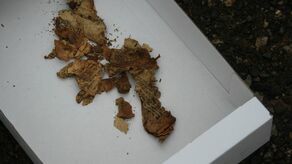 Fragmenty pisma po hebrajsku 