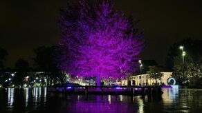 Lublin ma świecić na różowo. Jest ważny powód