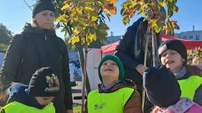 Przybyło drzew na Zamoyskiego. To „Zielone płuca dla rowerzystów”