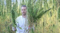 Pole konopi przy ul. Jantarowej znów otwarte dla chętnych