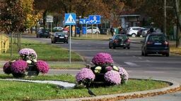 Na placach, skwerach i rondach zaroiło się od kolorów