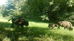Dwa małe żubrzątka w lubelskim stadzie 