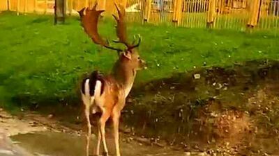 Niespotykany gość na kraśnickich ulicach