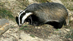 Borsuki uznawane są za "czyściochów" w świecie zwierząt. Ciekawy film z tymi zwierzętami w roli głównej opublikował Poleski Park Narodowy.