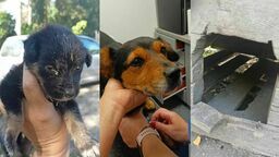 Skrajnie zaniedbane psy odebrane właścicielom. "Stan zagrażający życiu"