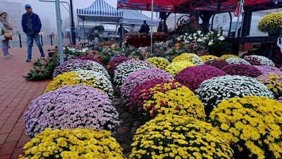 Za tak wielkie kwiaty płaci się Zamościu 30 zł