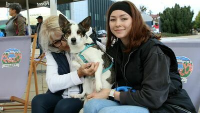 Bezdomne psy i koty czeka uczta. Góra karmy od puławian