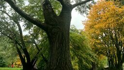 Topola biała rosnąca przy Dworku Grafa to okazałe drzewo. Jej pień w obwodzie ma 420 cm