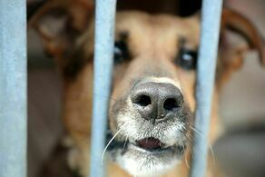Lubelskie schronisko zaprasza na środowe dni otwarte
