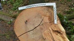 Tragedia podczas wycinki 