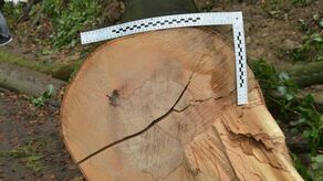 Tragedia podczas wycinki