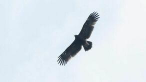 Lubelskie: Nietypowy gość na niebie. Wcześniej go tu nie było