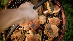 Poszedł na grzyby i się zgubił. Odnalazł go policjant jadący na służbę