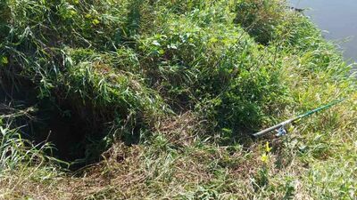 Dramatyczna historia. Bóbr wykopał dół, człowiek w nim zginął