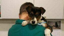 Mieszkańcy chcą uhonorować swojego „doktora Dolittle” 