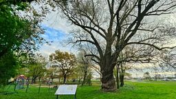 Spaceruj i poznawaj najstarsze drzewa w Lublinie. Na zachętę graffiti i QR