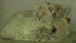 Jakie słodziaki! Zoo pokazało cztery lwiątka angolskie