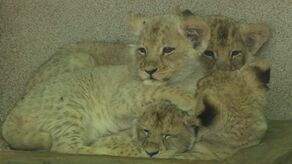 Jakie słodziaki! Zoo pokazało cztery lwiątka angolskie