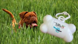 Przyłapani na niesprzątaniu po swoich ulubieńcach właściciele czworonogów mają otrzymywać od strażników miejskich etui z woreczkami na psie odchody