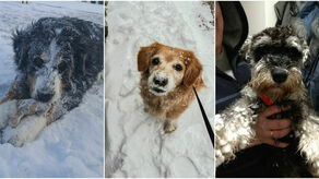 Psy naszych czytelników. Jak zadbać o pupila zimą? 