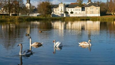 Łabędzie na radzyńskim stawie/