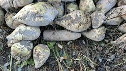 Okazało się, że niewybuch pochodzi z czasów II wojny Światowej