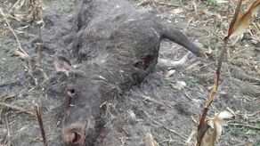 Truchło klępy od tygodnia leży na polu po kukurydzy

