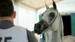 Pijany pracownik w stadninie. „Brakuje ludzi do pracy” 