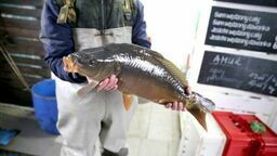 Karp szykuje się na wigilijny stół. Ile zapłacimy w tym roku? 