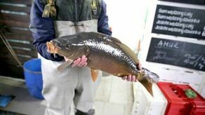 Karp szykuje się na wigilijny stół. Ile zapłacimy w tym roku? 