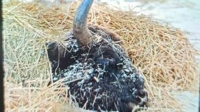 Zwierzę zdechło w cierpieniu 