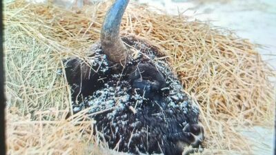 Zwierzę zdechło w cierpieniu 