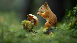 „Przyjaciele” Roberta Bogacza to zdjęcie uznane przez konkursową komisję za najlepsze w kategorii dorosłych