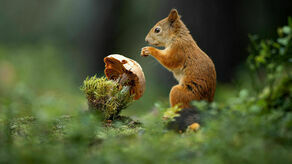 „Przyjaciele” Roberta Bogacza to zdjęcie uznane przez konkursową komisję za najlepsze w kategorii dorosłych