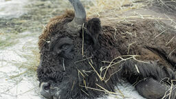 Żubr znaleziony w Kaliłowie pod Białą Podlaską