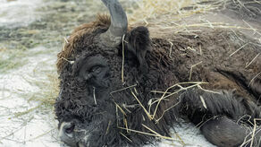Żubr znaleziony w Kaliłowie pod Białą Podlaską