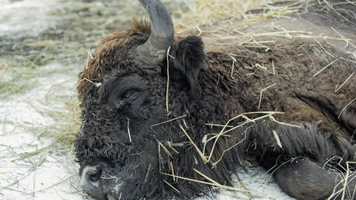 Żubr znaleziony w Kaliłowie pod Białą Podlaską