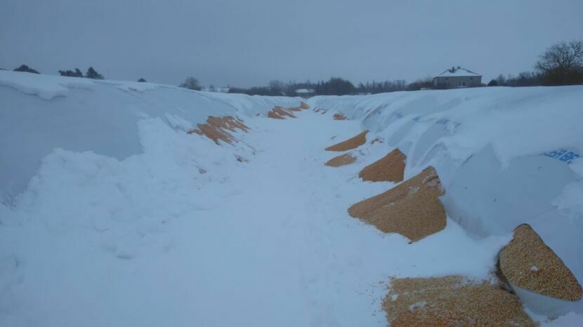 Ziarno kukurydzy wysypało się na śnieg