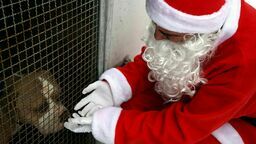 „Nie tylko ludzie marzą o spotkaniu z Mikołajem”. Zoomikołajki w lubelskim schronisku