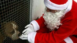 „Nie tylko ludzie marzą o spotkaniu z Mikołajem”. Zoomikołajki w lubelskim schronisku