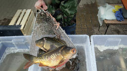 Według badań CBOS prawie 60% Polaków popiera  sprzedaż żywych karpi. A Wy co o tym sądzicie?