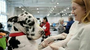 Lublin: Arystokraci na czterech łapach. Trwa wystawa psów rasowych