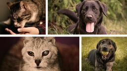 Kup kalendarz, pomóż bezdomnym zwierzakom 