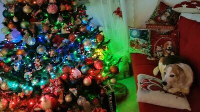 Choinki mieszkańców Lubelszczyzny. Która najpiękniejsza? 