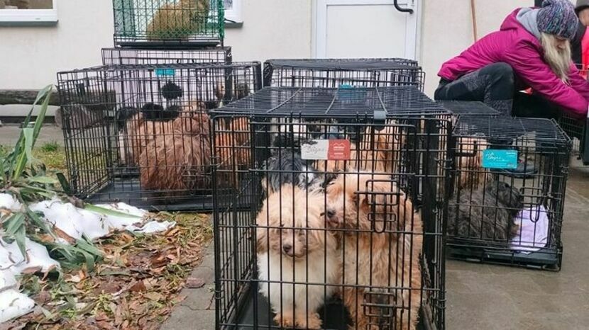 Psy zostały najpierw przewiezione ze swojego domu do schroniska, a później opiekę nad nimi przejął lubelski oddział Związku Kynologicznego w Polsce