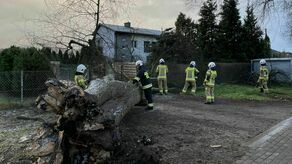 Drzewo zostało powalone na linię energetyczną