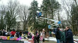 Największa, żywa choinka w mieście już przystrojona