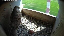  Pierwsze z jajo Betonowskich. Warto dodać, że pustułka jest sokołem objętym w Polsce ścisłą ochroną. Cemex Polska od lat prowadzi projekt ochrony tego gatunku realizowany w cementowniach w Chełmie i Rudnikach. Jest to zgodne z obowiązującym Rozporządzeniem Ministra Środowiska, pustułki wymagają czynnej pomocy ze strony człowieka, polegającej na udostępnianiu im budek lęgowych.

